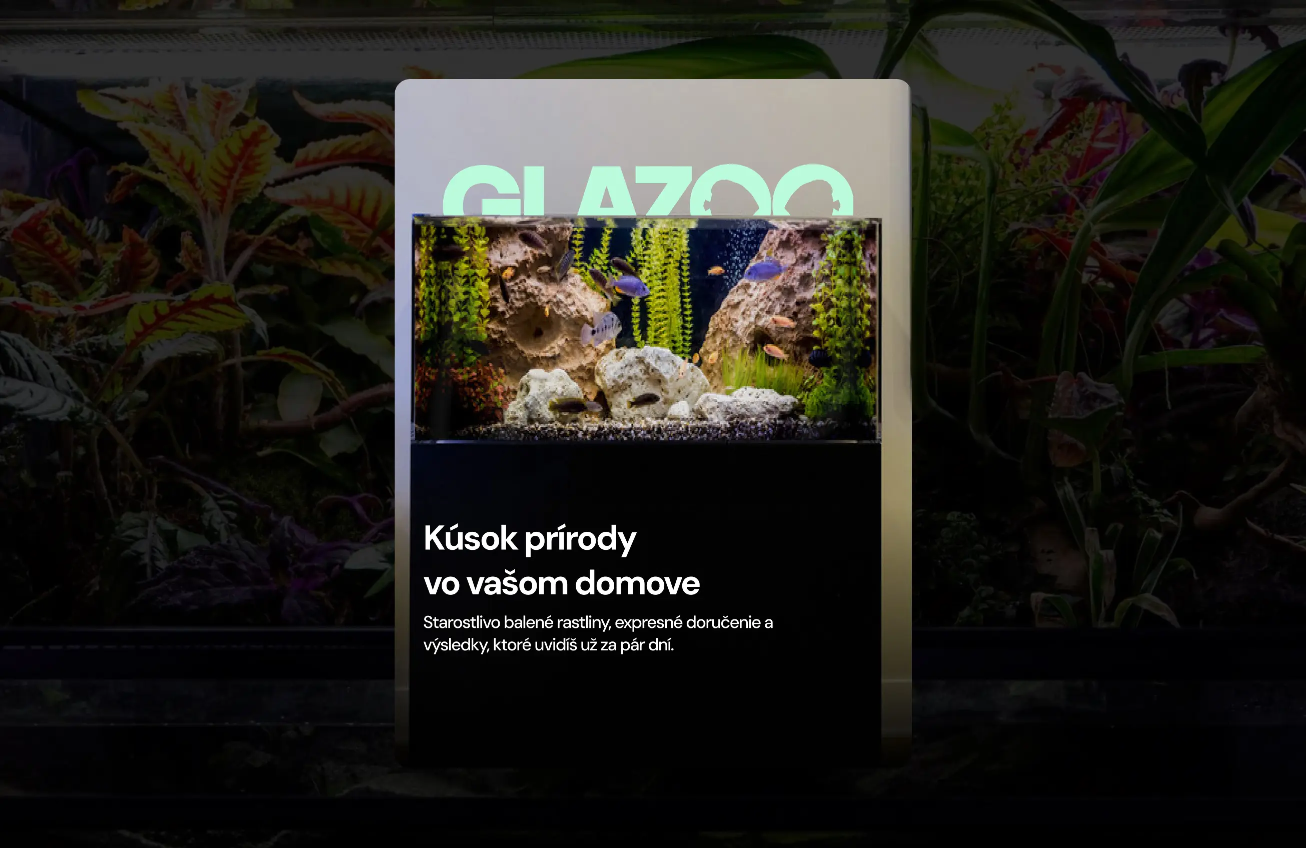 Glazzo & Glazoo